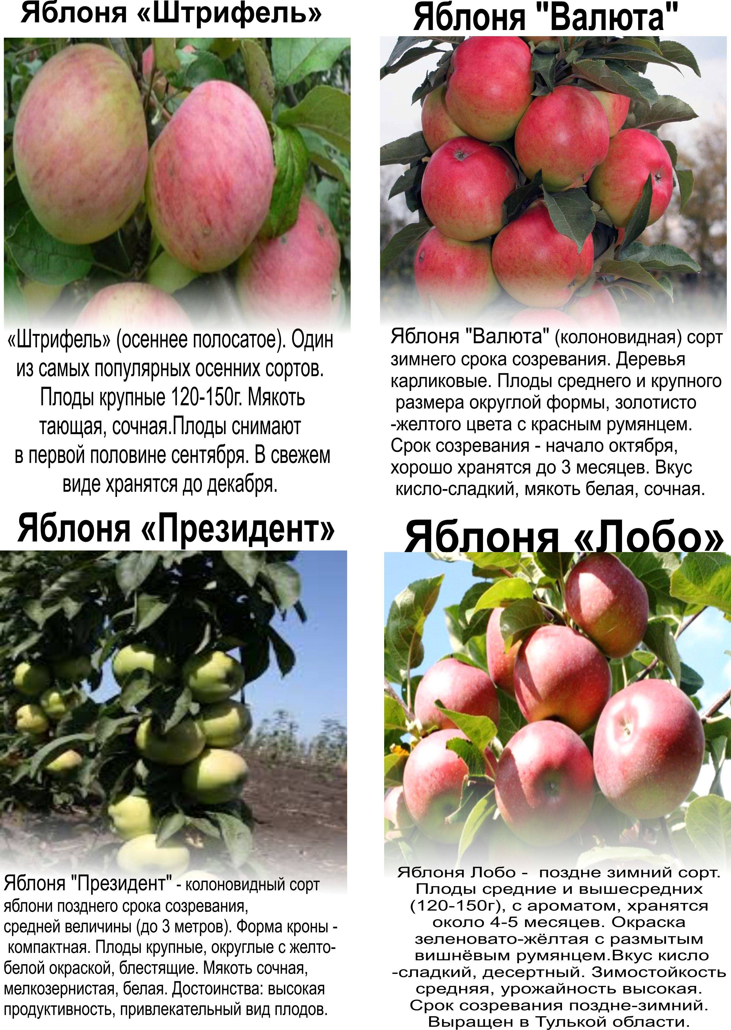 Сорт яблони останкино, описание, характеристика и отзывы, а также особенности выращивания данного сорта