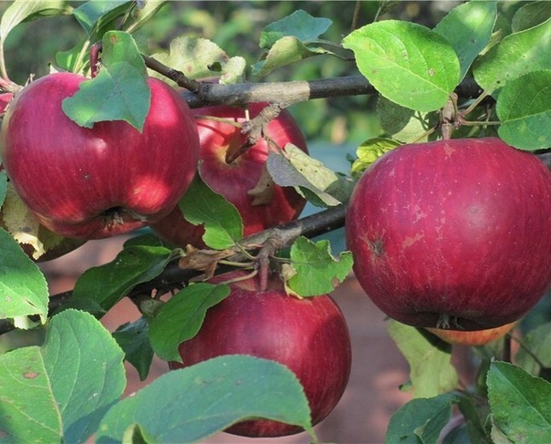 Уникальная яблоня чемпион: описание сорта