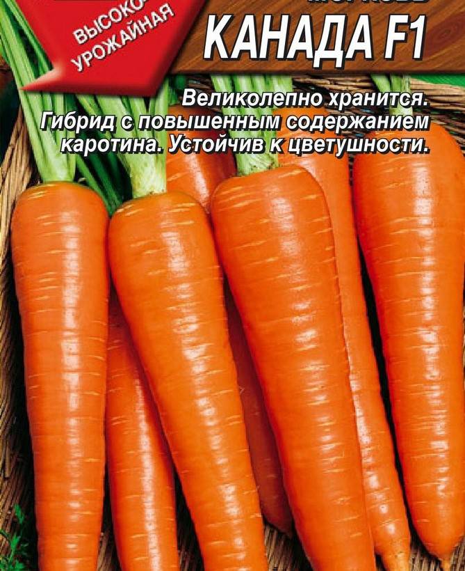 Сочный и сладкий гибрид моркови абако f1 с высокой урожайностью