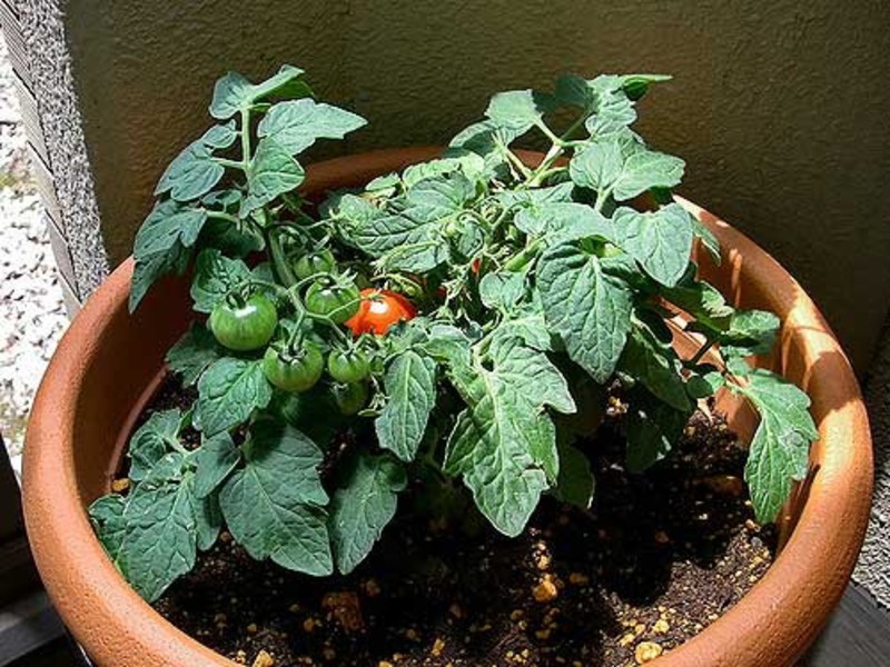 Выращивание рассады помидор в домашних условиях: пошаговая инструкция