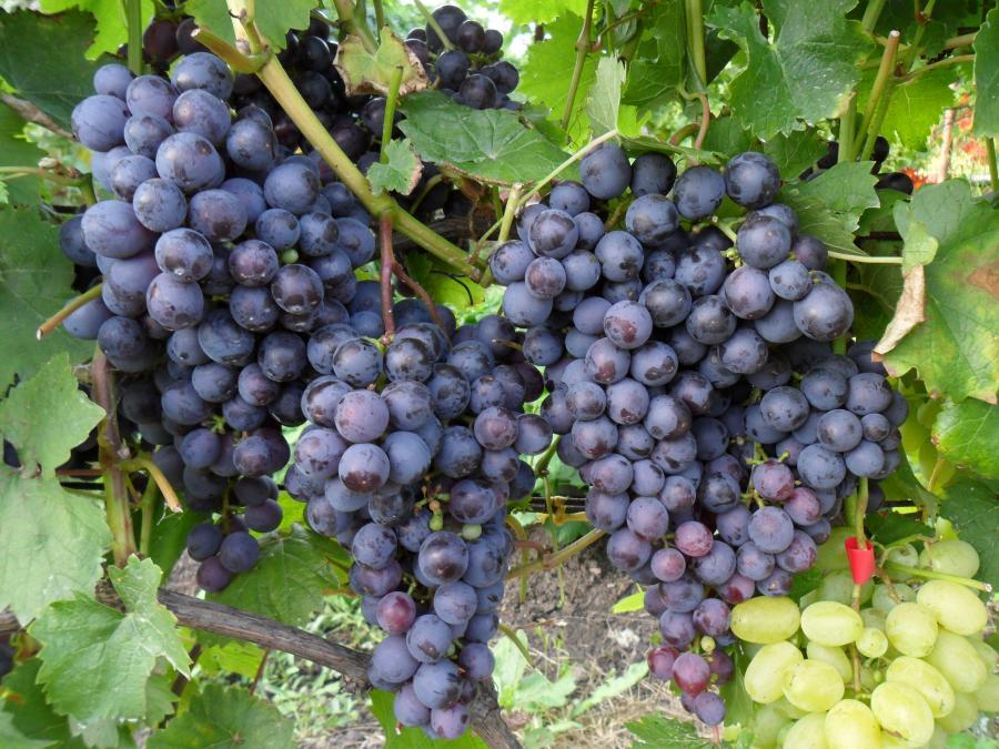 Агротехника винограда - размножение