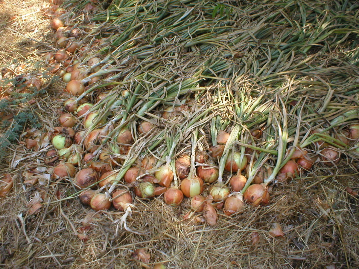 Выращивание чеснока как бизнес - бизнес-план на чесноке