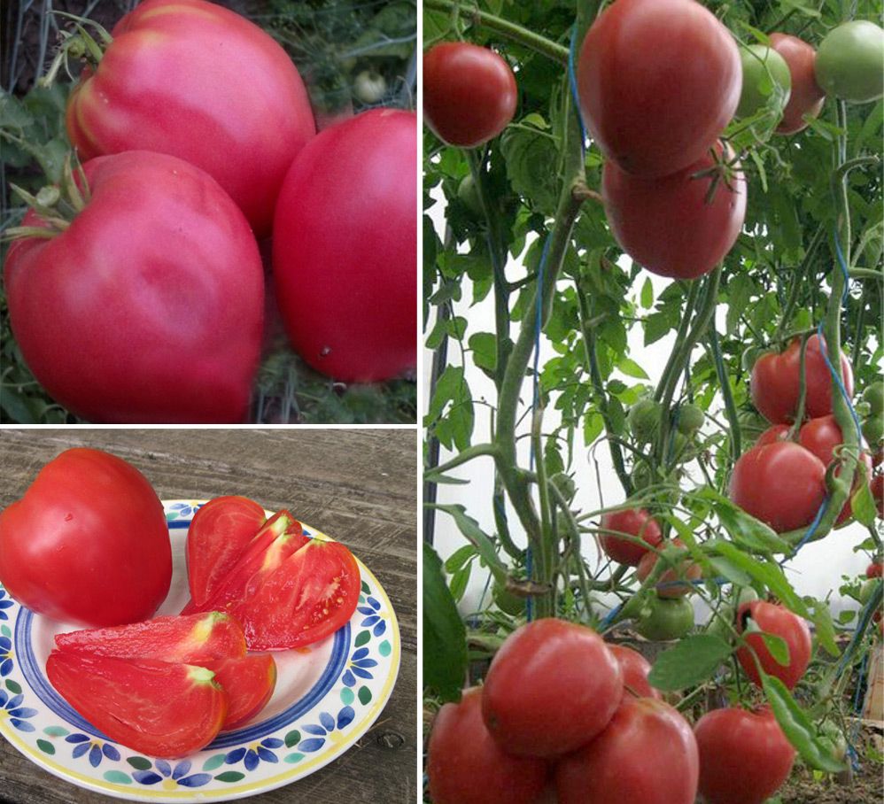 Самые урожайные и вкусные сорта томатов для теплиц