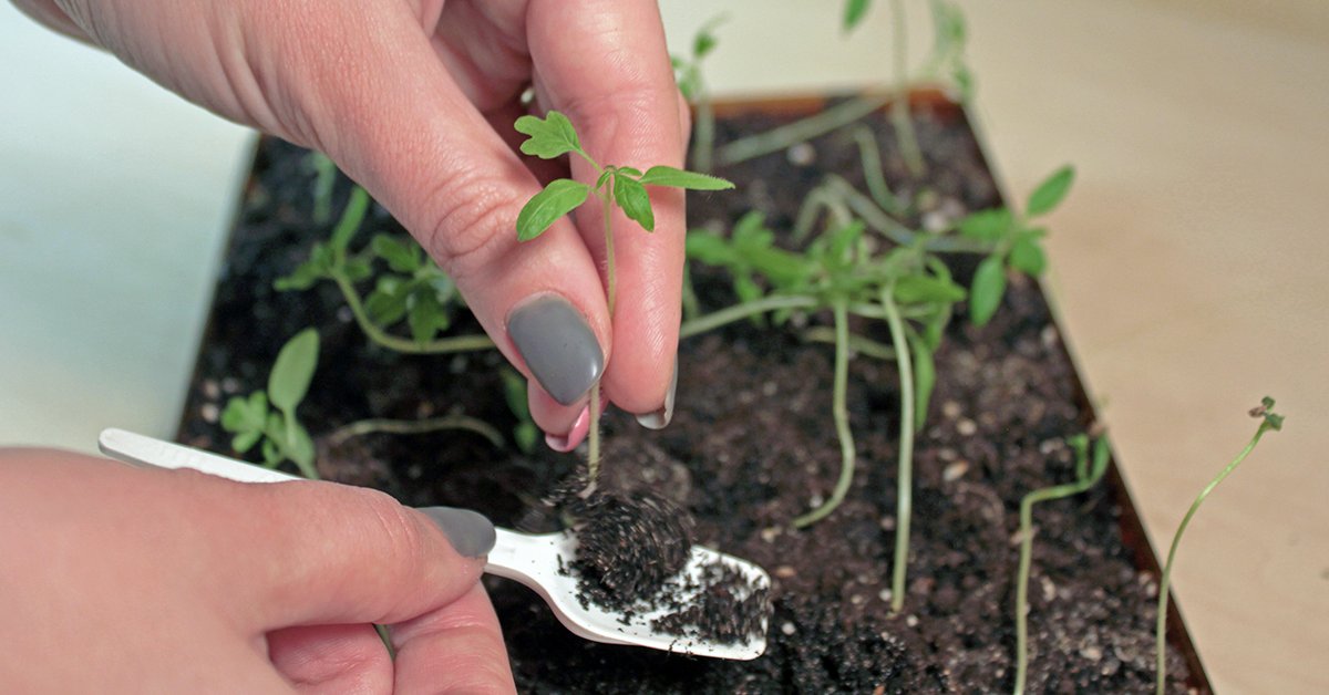 Выращивание рассады томатов без пикировки – в домашних условиях, как сажать, ухаживать, видео