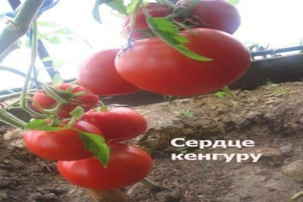 Томат "воловье сердце": характеристика и описание сорта, отзывы, фото, урожайность