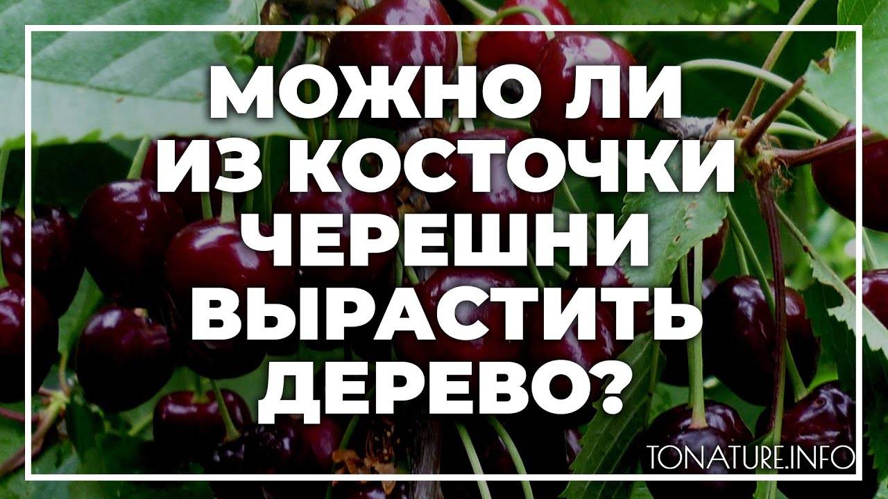 Если посадить косточку черешни вырастет ли дерево и будет ли урожай?