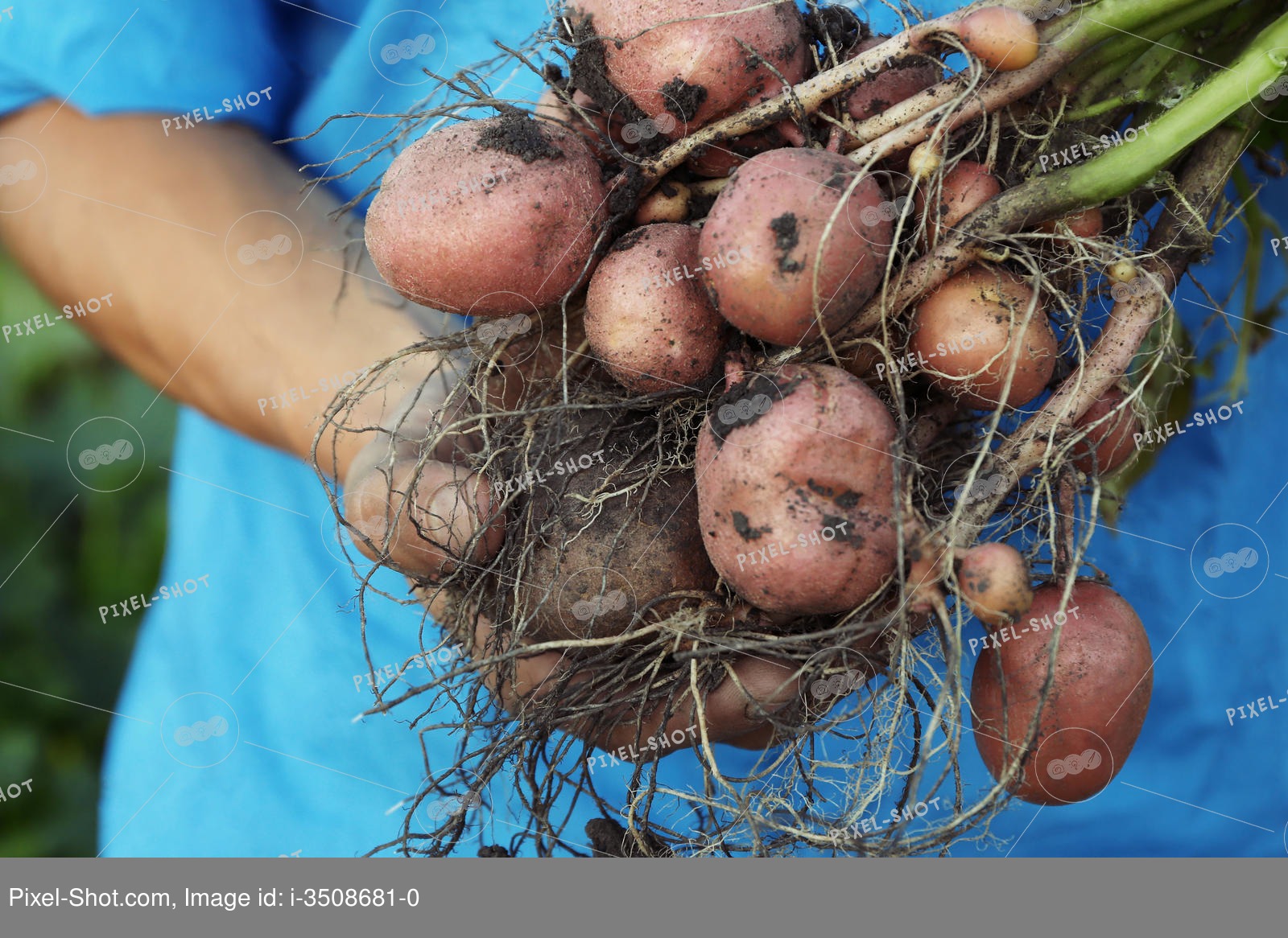 Картофель красавчик: характеристика и описание сорта, выращивание и уход