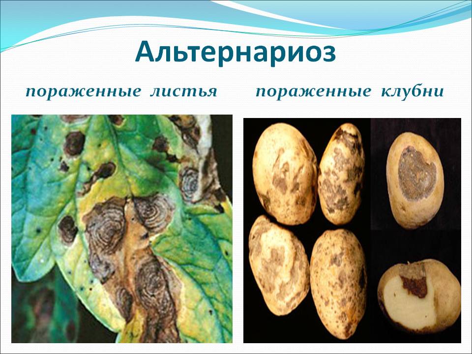 Болезни картофеля фотографии с описанием и лечение