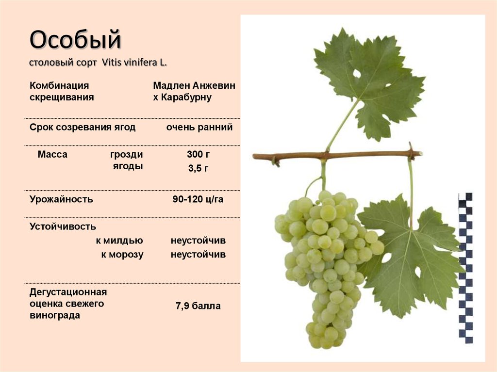 Виноград лора – описание сорта, фото, отзывы