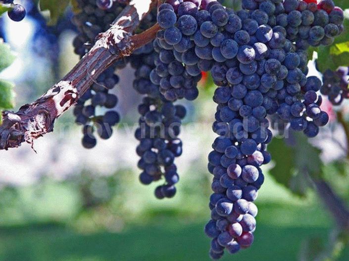 Виноград саперави описание сорта и характеристики где он растет и уход с фото