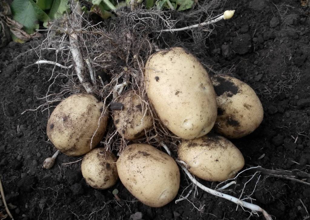 Картофель невский: характеристика и особенности выращивания
