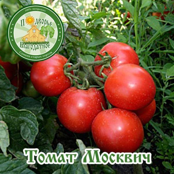Томат москвич: характеристика и описание сорта