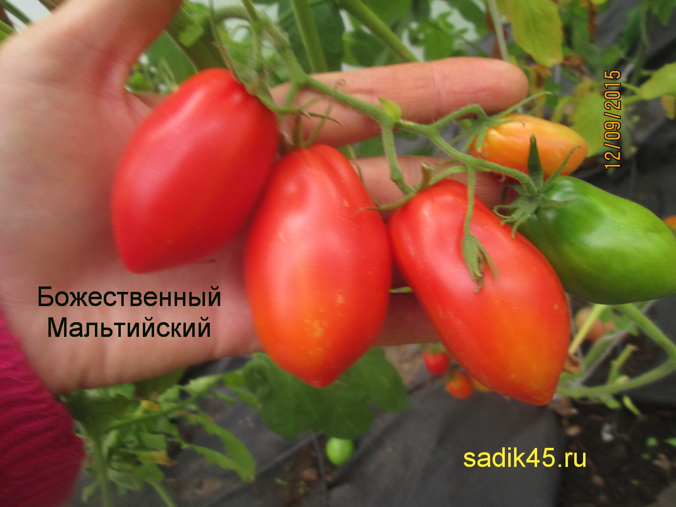 Скороспелые сорта томатов: алфавитный перечень суперранних помидор с рекомендациями по выращиванию в открытом грунте и теплицам русский фермер