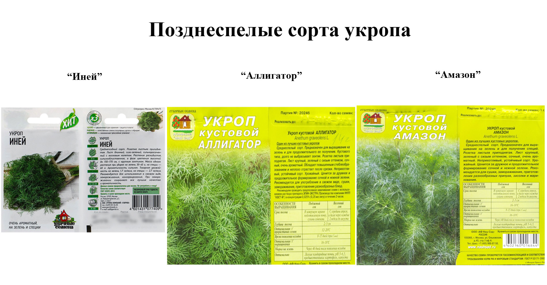 Укроп салют - описание сорта, фото и отзывы - журнал "совхозик"