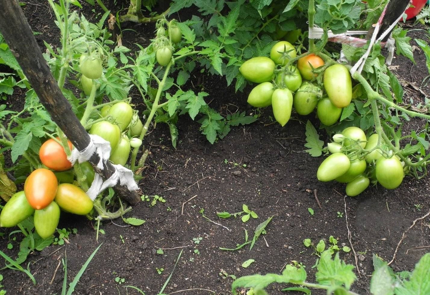 Описание сорта томата сибирская тройка — как повысить урожайность