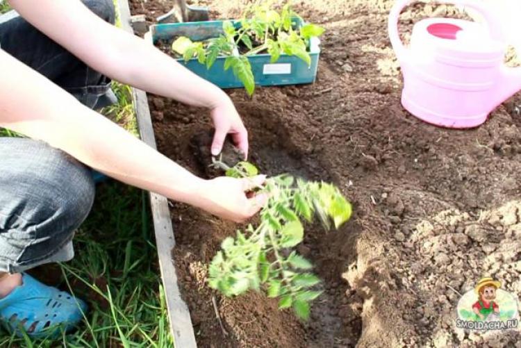 Посадка томатов по методу галины кизимы и советы по выращиванию с видео