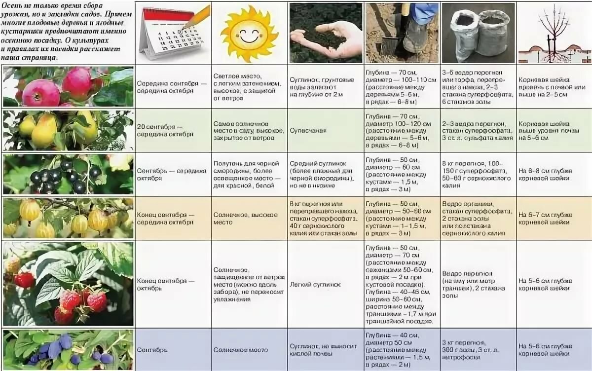Тернослива: описание растения, особенности ухода и выращивания