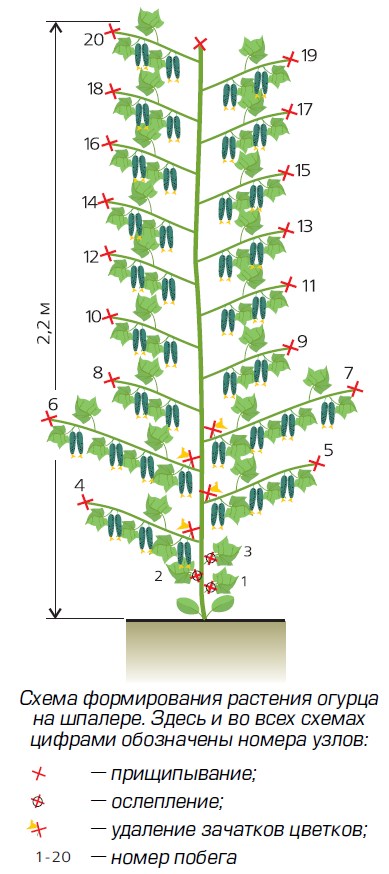 Схема формирования огурца в теплице