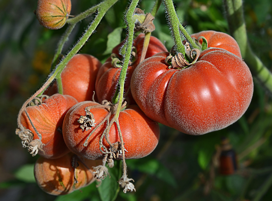 Описание сорта томата ледник и характеристика - всё про сады