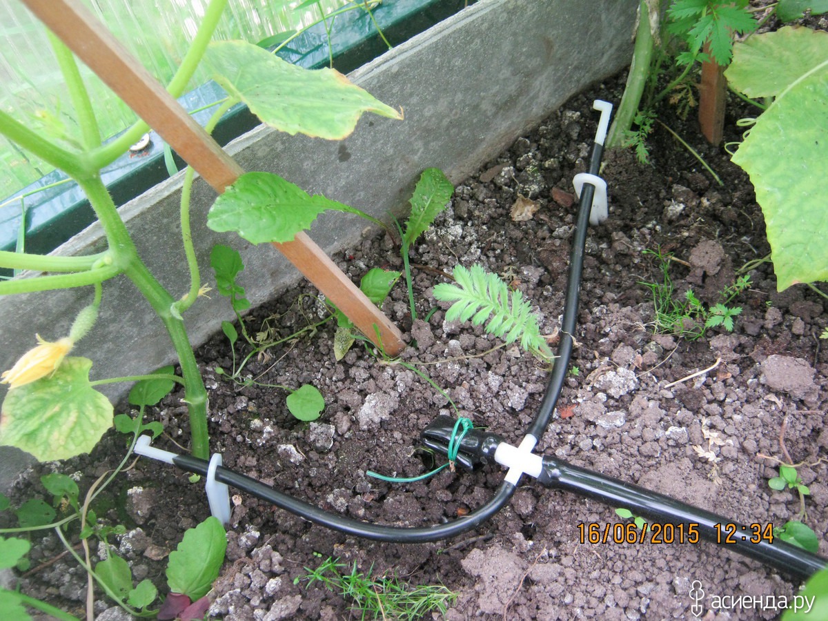 Как поливать огурцы в открытом грунте видео | вырасти сад!