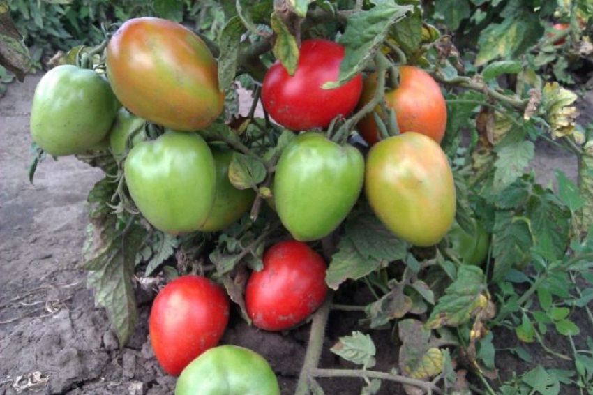 Томат буян (боец): характеристика и описание сорта помидоров, отзывы о его выращивании и урожайности, фото плодов