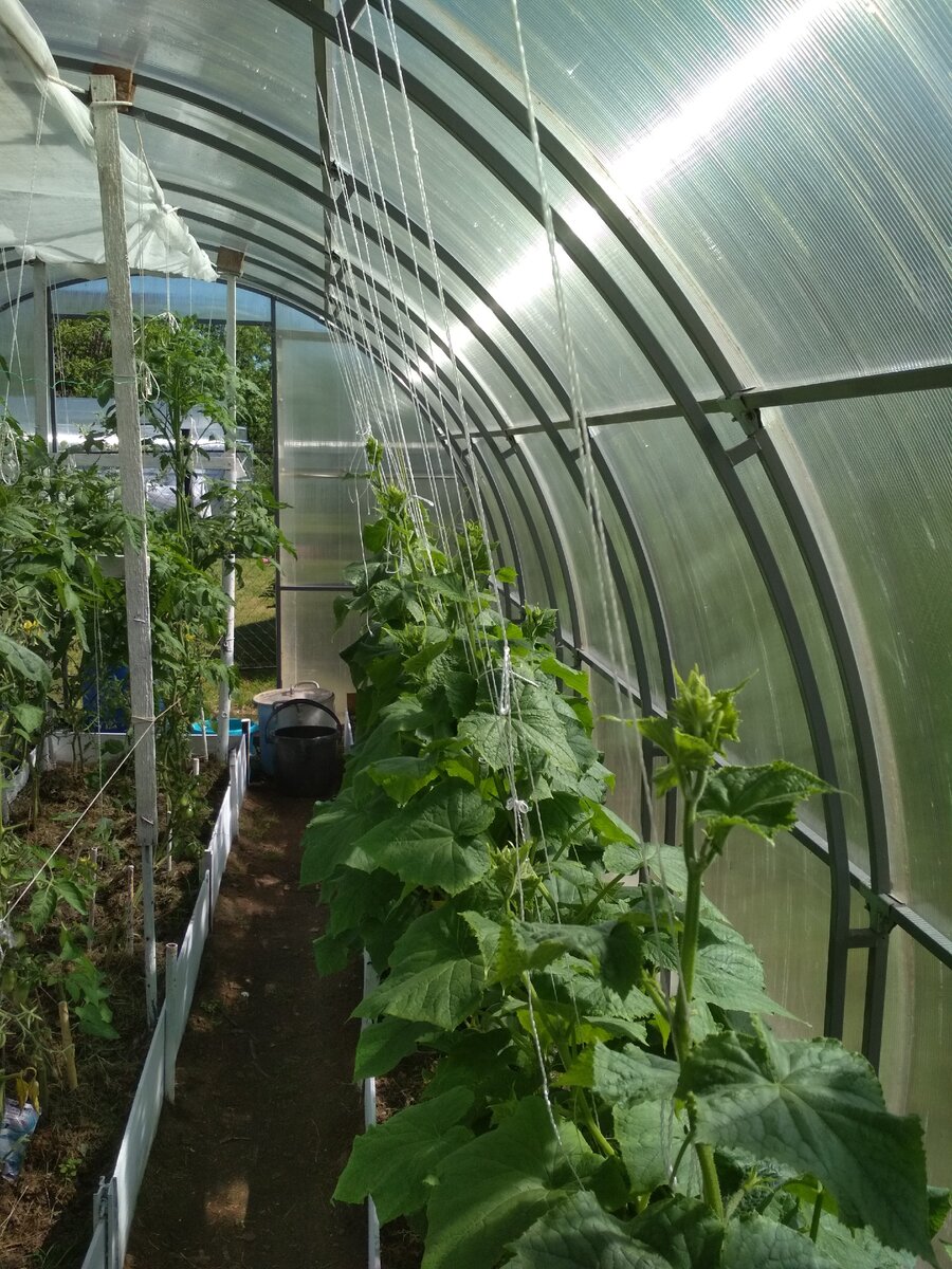 Выращивание огурцов в теплице из поликарбоната в подмосковье: когда сажать на рассаду и в теплицу в 2020 году, лучшие сорта