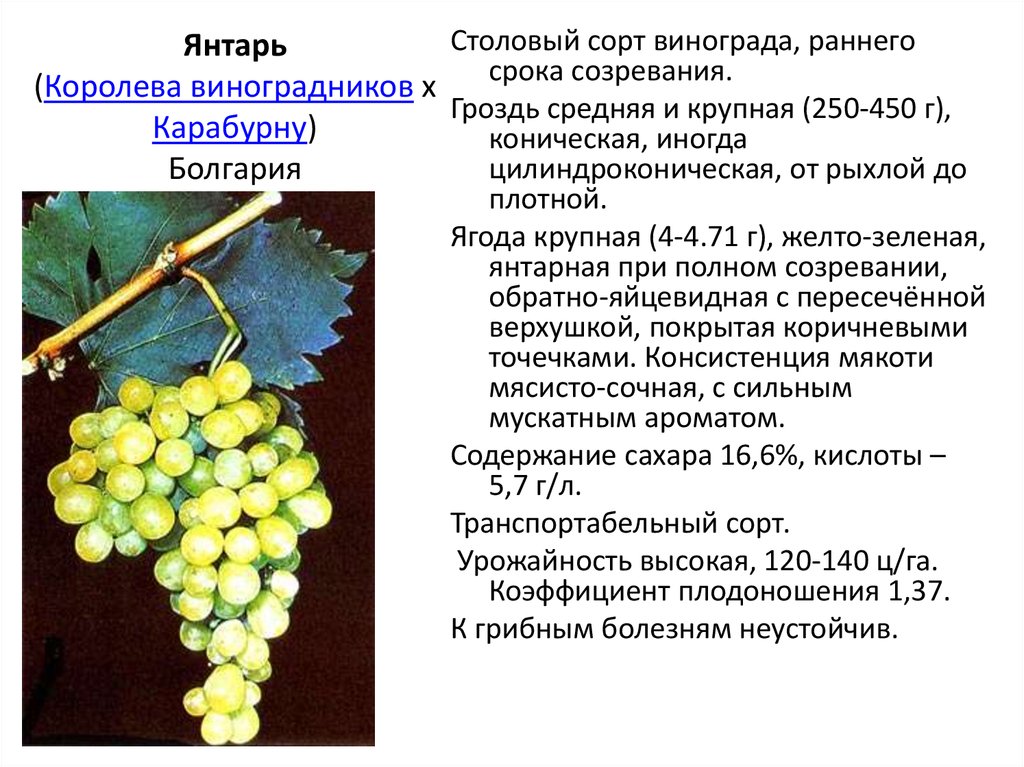 Виноград белый восторг: янтарные ягоды, не боящиеся ни зноя, ни мороза