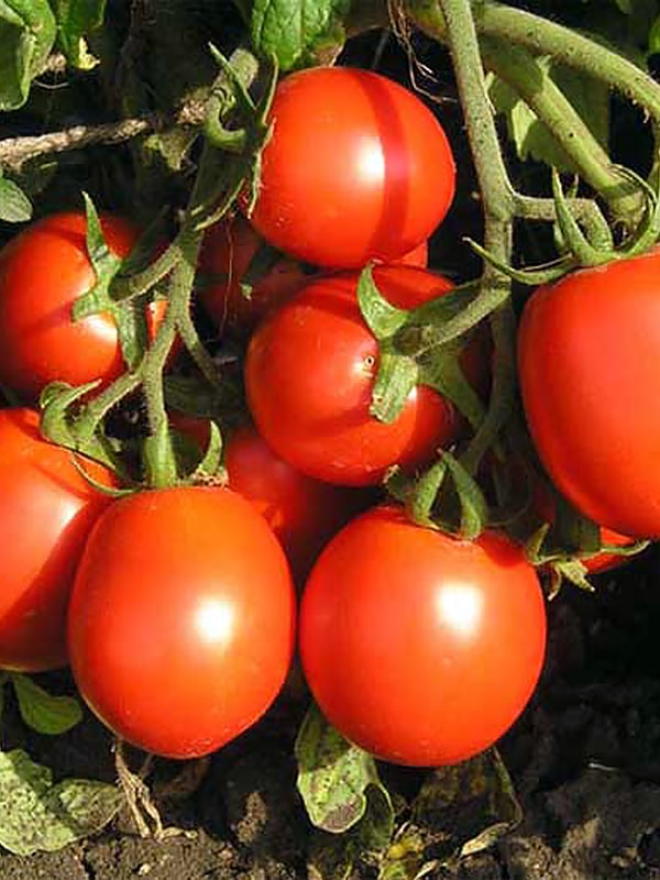 Описание сорта томата крайний север и его характеристики