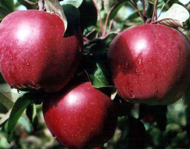 ✅ о яблоне горнист: описание сорта, характеристики, агротехника, выращивание - tehnomir32.ru