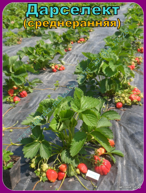 Клубника дарселект - технология посадки, культивирование и выращивание сорта (100 фото)