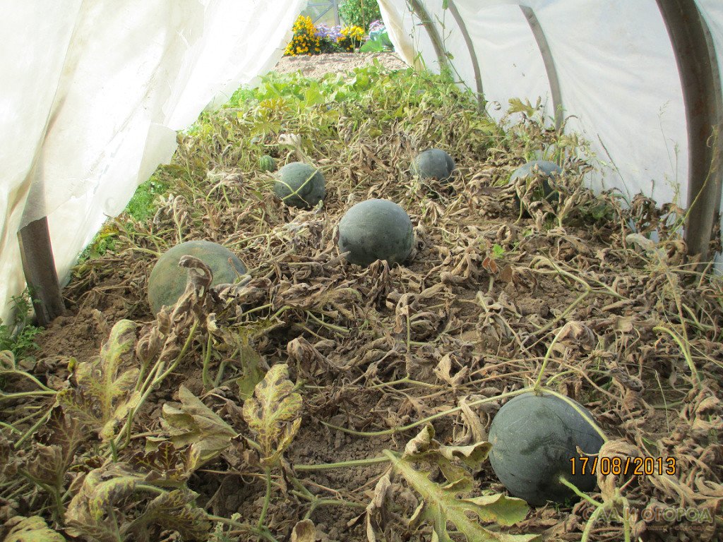 Посадка арбузов в теплице, в том числе из поликарбоната, а также схема размещения растений