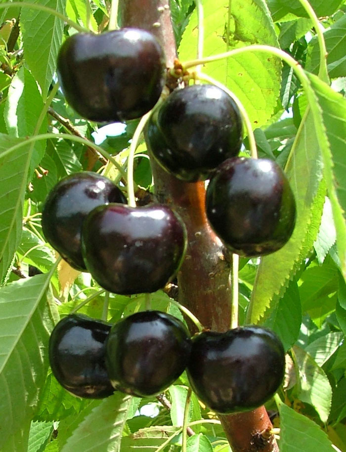 Сорт вишни черная крупная