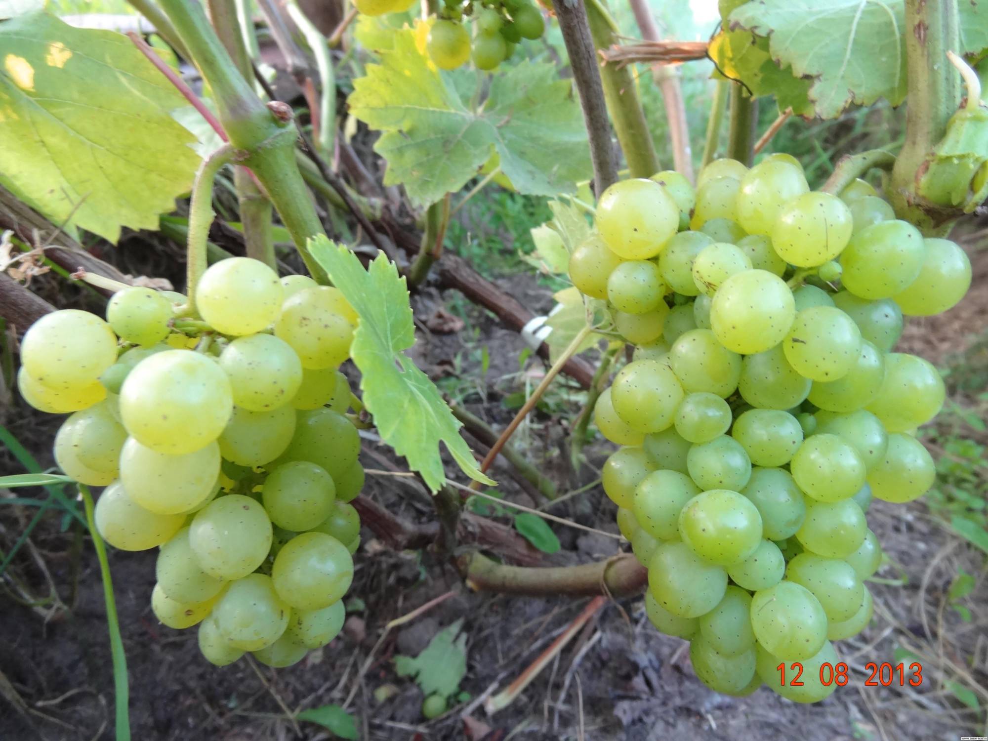 Характеристика винограда кишмиш 342
