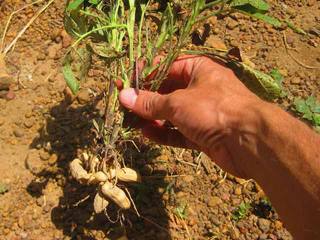 Правила выращивания арахиса в открытом грунте в Сибири