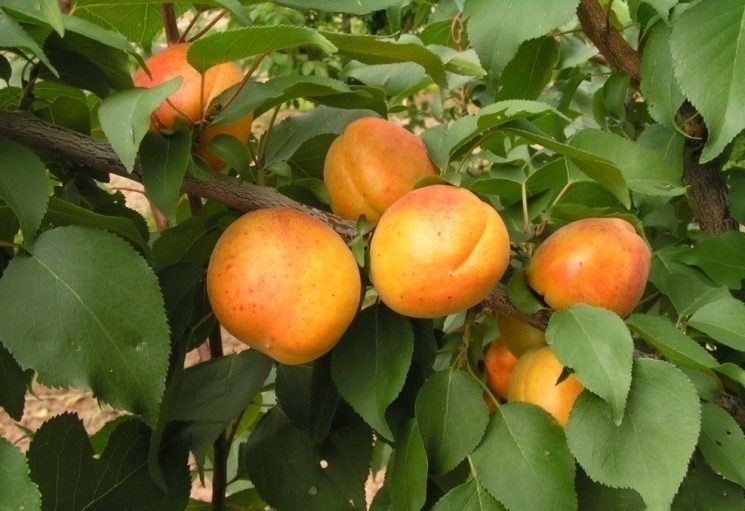 Посадка абрикоса, как правильно сажать весной и не только, как посадить саженцами, технология и уход, пошаговая инструкция + видео