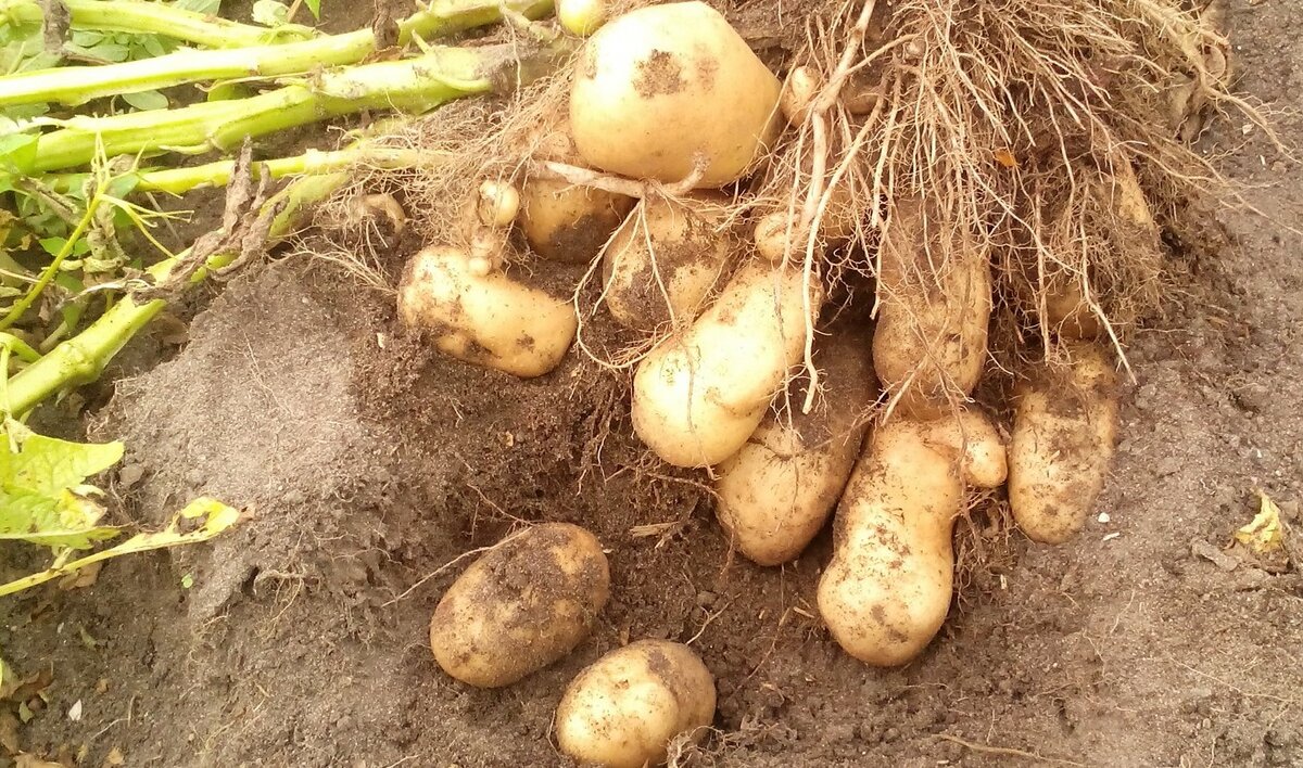 Почему картошка не цветет: причина, что делать, будет ли урожай