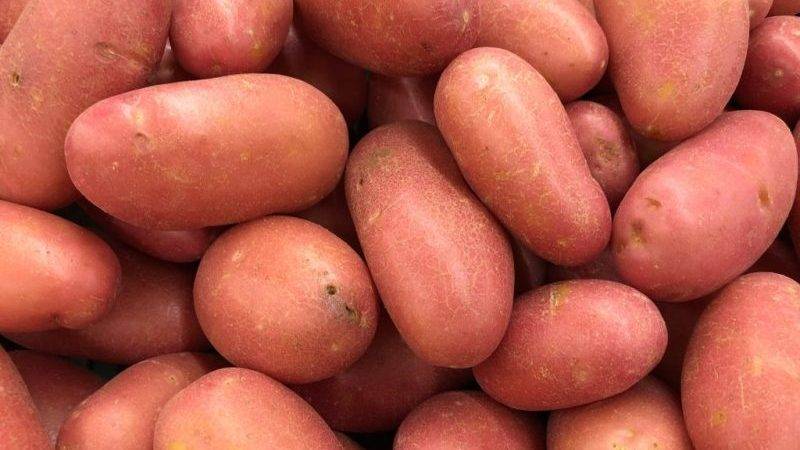 Сорт картофеля "розара": описание и фото, характеристика картошки, а также выращивание и уход