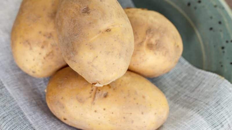 Картофель крепыш: описание сорта, фото, отзывы — selok.info