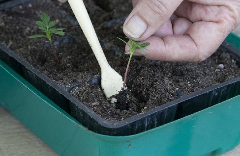 Когда и как сажать лобелию из семян на рассаду: хитрости посева и выращивания лобелии
