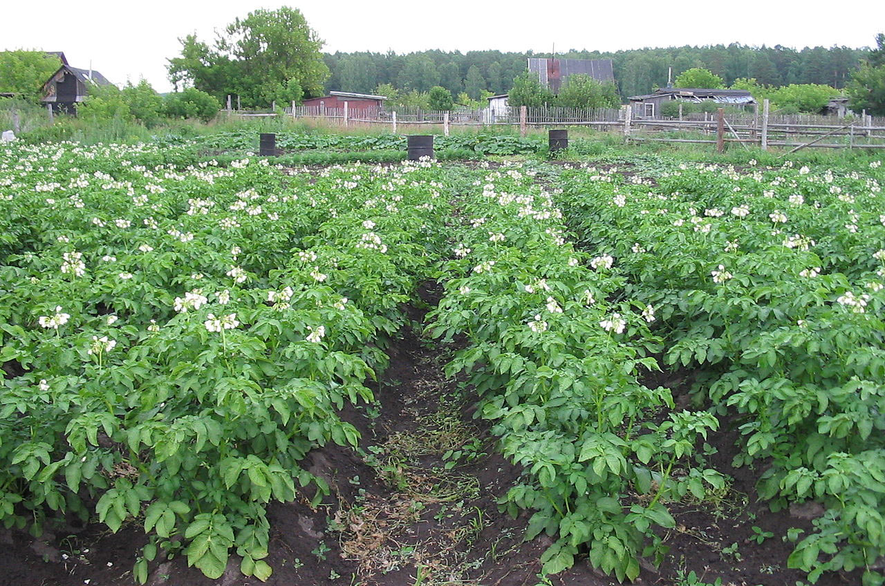 Не цветет картофель: причины, что нужно делать, будет ли урожай