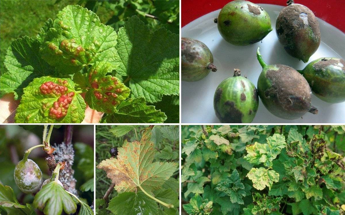 Обработка смородины от вредителей и болезней весной, летом и осенью