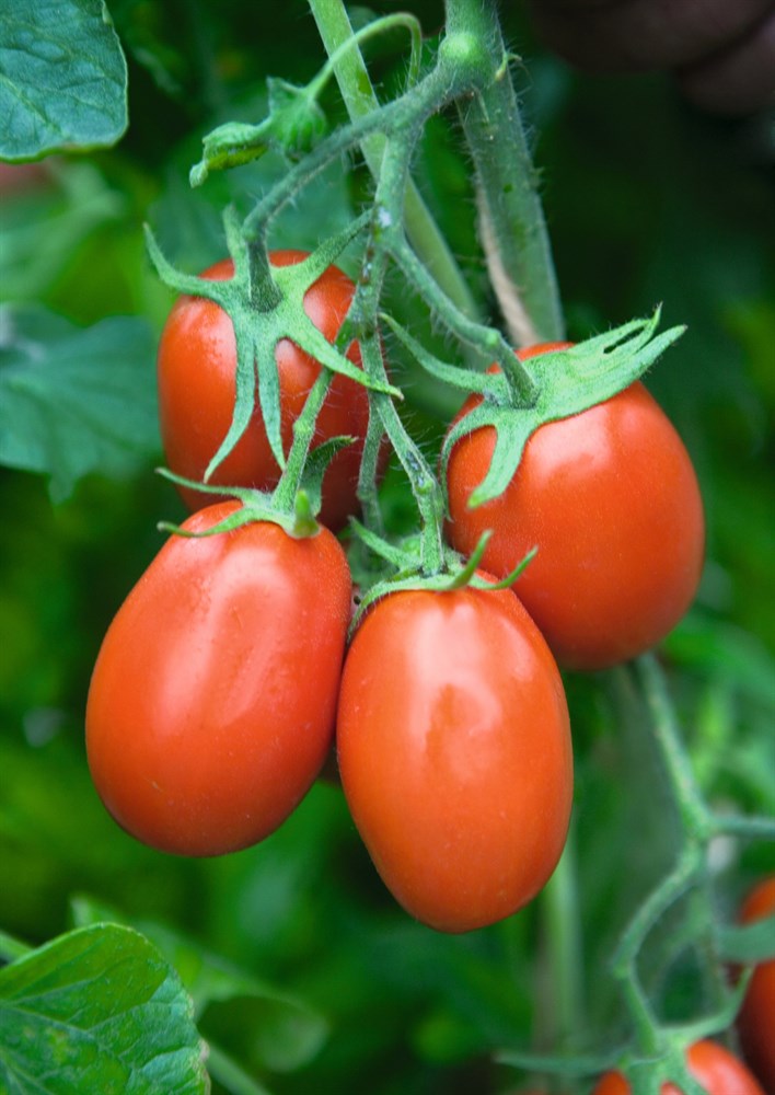Характеристика сорта томатов торквей - журнал садовода ryazanameli.ru