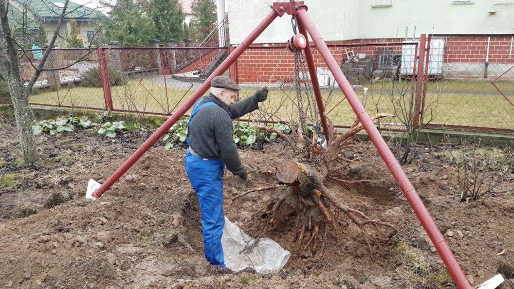 Как избавиться от корня дерева на садовом участке и огороде