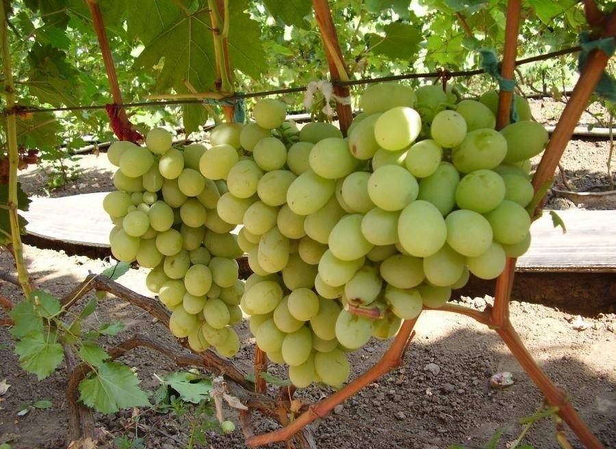 Виноград кеша: описание сорта с характеристикой и отзывами, особенности посадки и выращивания, фото