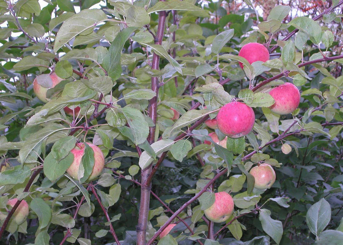 Описание сорта яблони чемпион: фото яблок, важные характеристики, урожайность с дерева