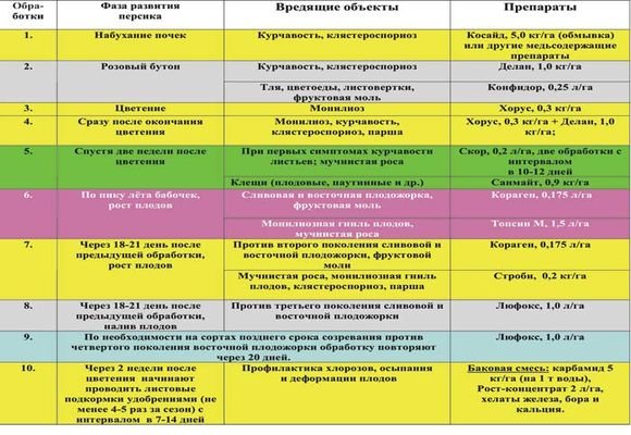 Курчавость персика: чем лечить, методы борьбы, правила обработки, лучшие средства