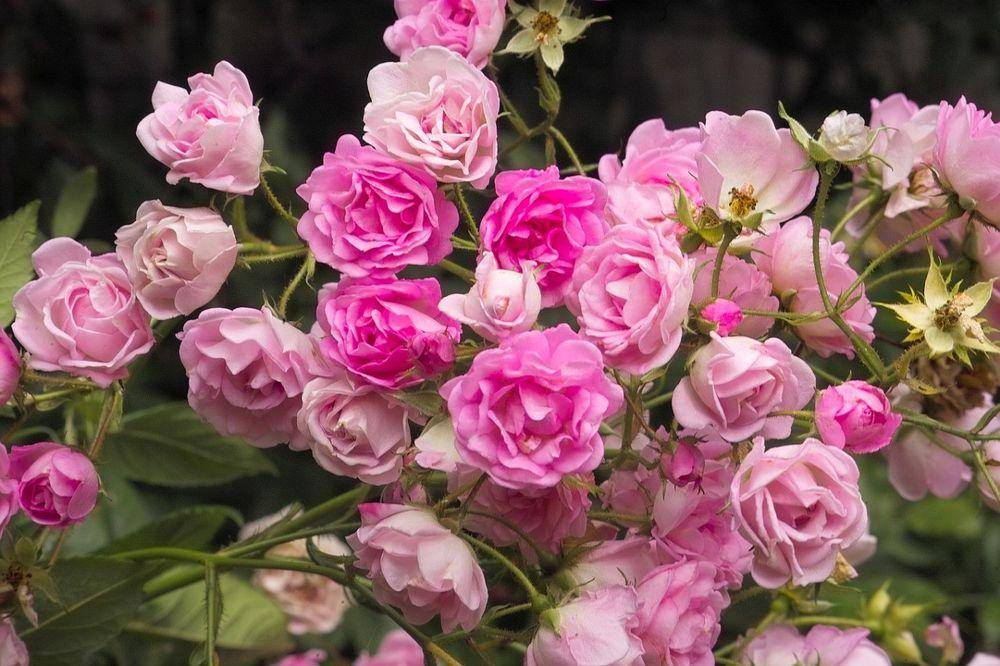 ТОП 7 сортов кустовых роз, их посадка и уход в открытом грунте для новичков