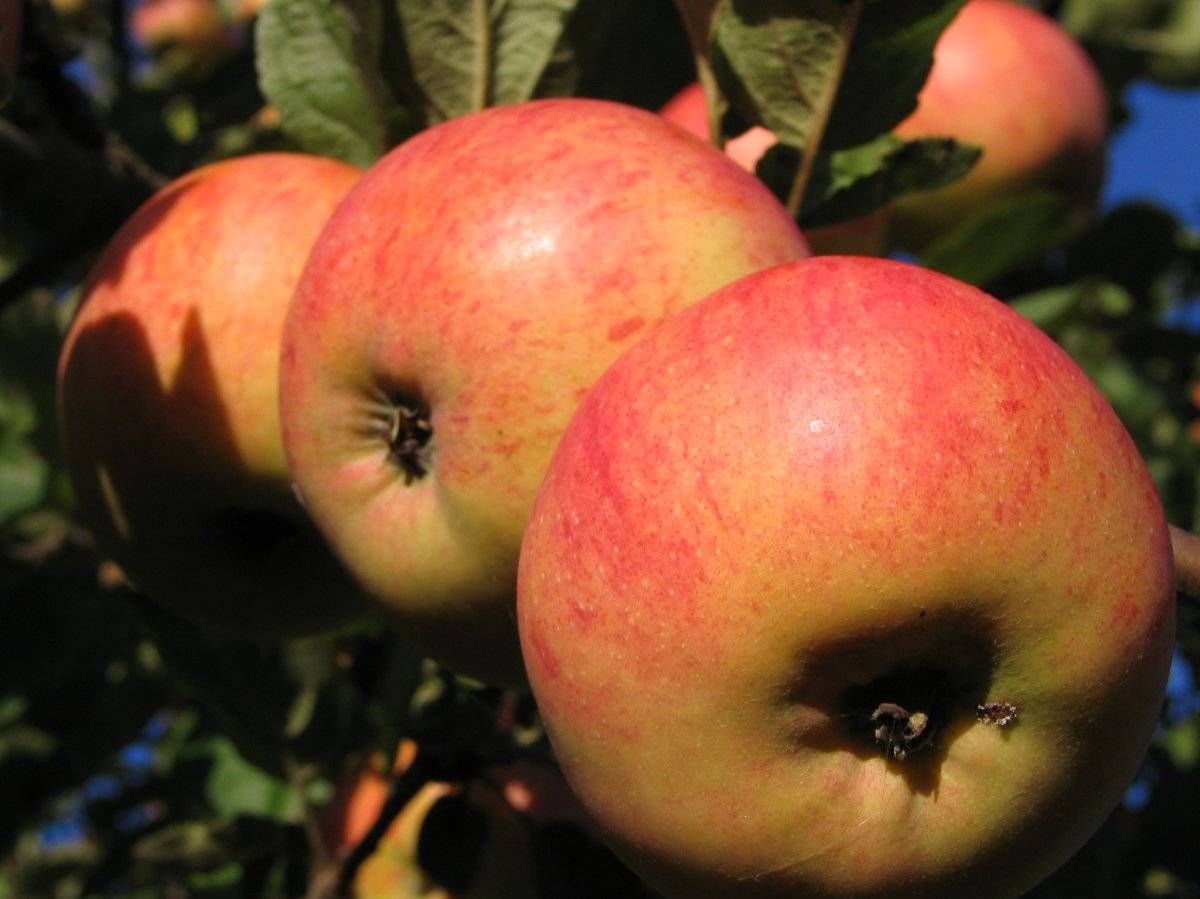 Яблоня штрифель: полная характеристика сорта, выращивание и уход