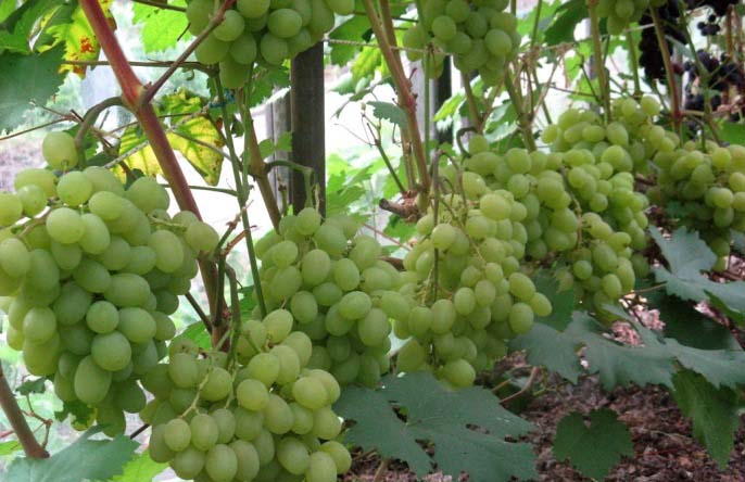 Сорт винограда «галахид»