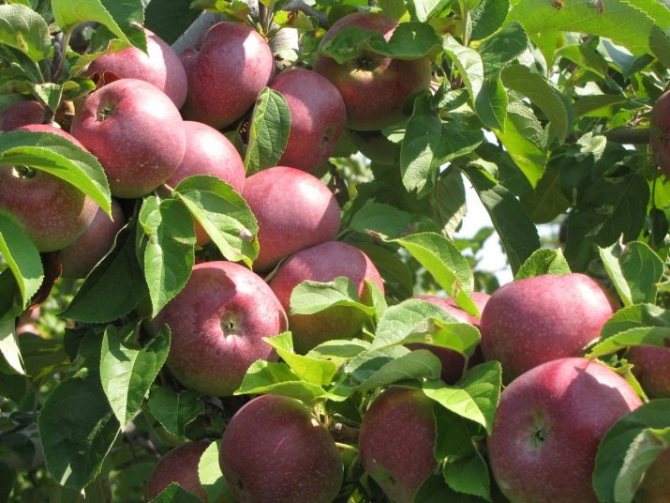 Описание сорта яблони желанное: фото яблок, важные характеристики, урожайность с дерева